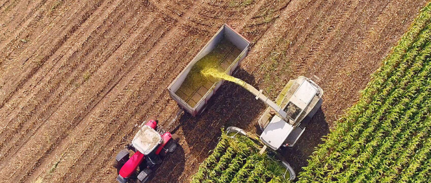 Regnum Carpet Üretim