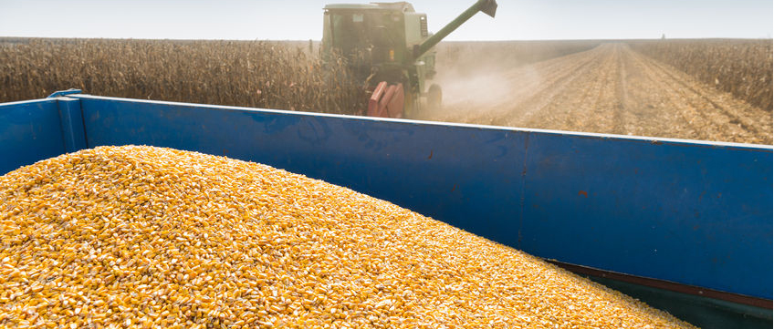 Regnum Carpet Montaj