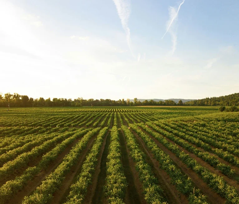 Gıda sanayisi ve tarımsal hammaddeler, son yıllarda hem üretim teknolojileri hem de küresel ticaret dinamikleri açısından hızlı bir dönüşüm sürecinden geçmektedir. Corntrade olarak, Mardin ve çevresinde yetiştirilen kaliteli mısırların modern tesislerde işlenmesiyle elde edilen ürünlerimizi yalnızca bugünün değil, geleceğin ihtiyaçlarını da gözeterek üretmeye devam ediyoruz.