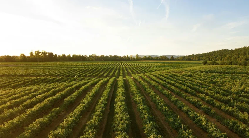 Gıda sanayisi ve tarımsal hammaddeler, son yıllarda hem üretim teknolojileri hem de küresel ticaret dinamikleri açısından hızlı bir dönüşüm sürecinden geçmektedir. Corntrade olarak, Mardin ve çevresinde yetiştirilen kaliteli mısırların modern tesislerde işlenmesiyle elde edilen ürünlerimizi yalnızca bugünün değil, geleceğin ihtiyaçlarını da gözeterek üretmeye devam ediyoruz.